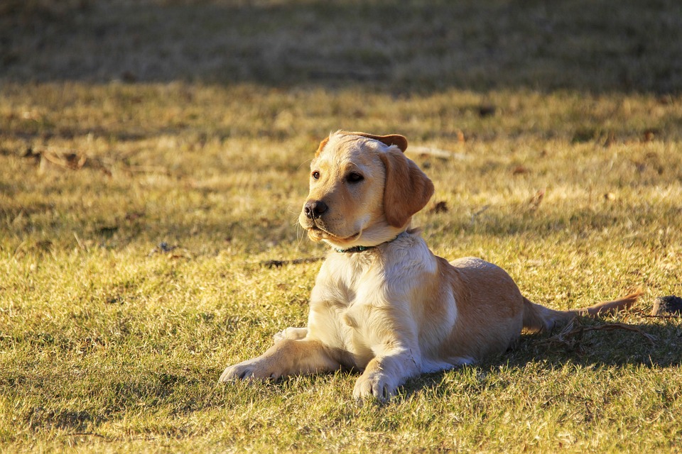 Die schönsten Wanderwege für Hunde und ihre Besitzer