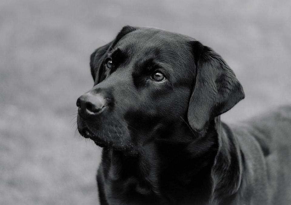 Die wichtigsten Impfungen für Hunde und wann sie notwendig sind