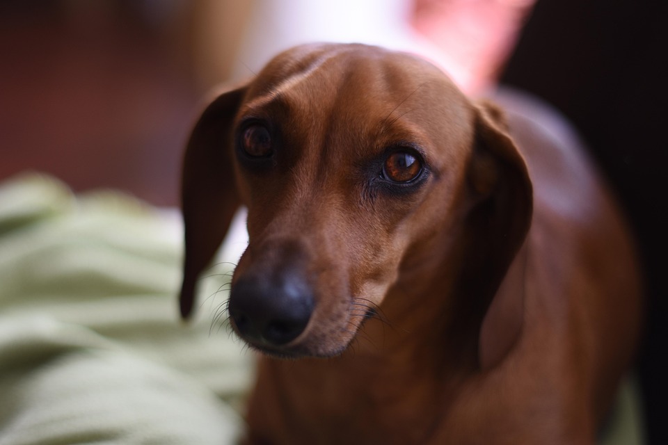 Hund und Katze unter einem Dach: So gelingt das Zusammenleben