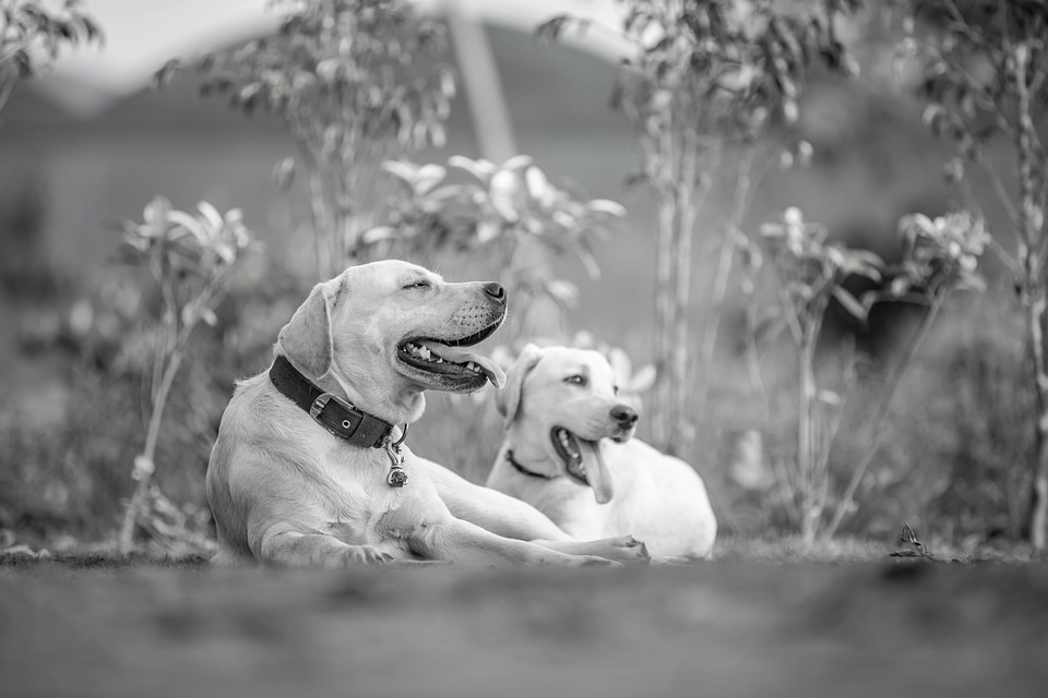 Hunde und Ernährung: Mythen und Fakten
