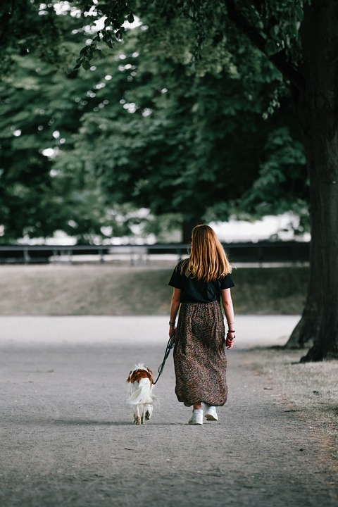 Hunde und Hitze: So schützen Sie Ihren Hund im Sommer
