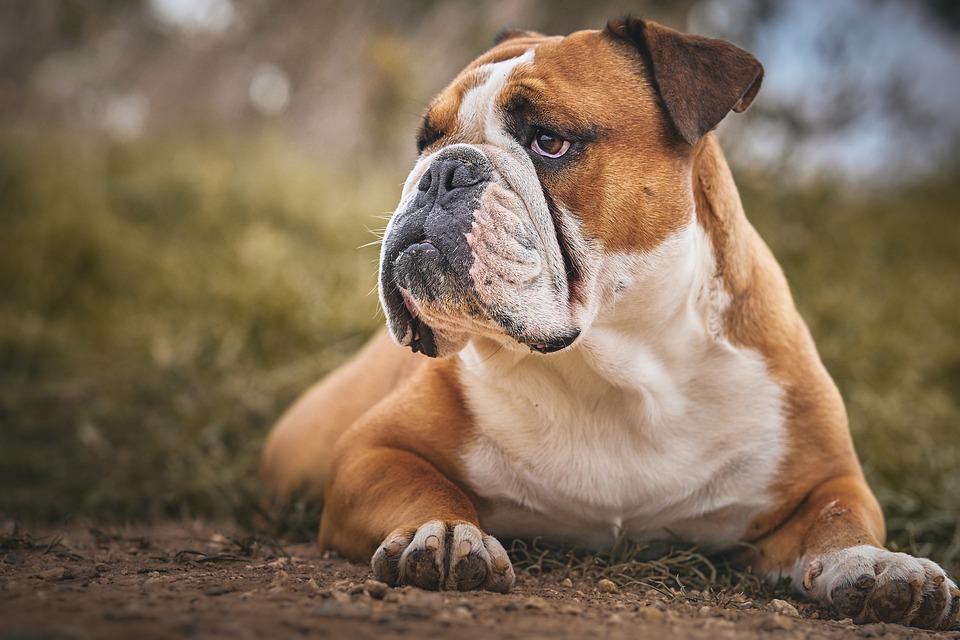 Hunde und Kinder: So schaffen Sie eine harmonische Beziehung