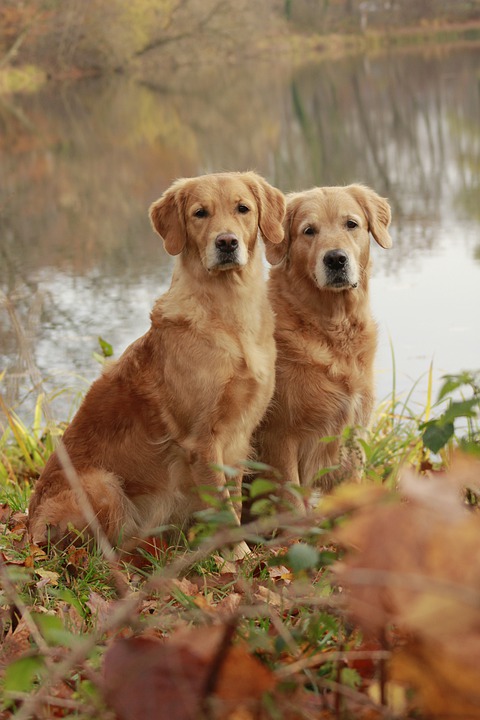 Hundefutter im Vergleich: Was ist das Beste für Ihren Vierbeiner?