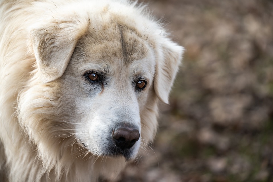 Hundepsychologie: Was geht im Kopf Ihres Hundes vor?