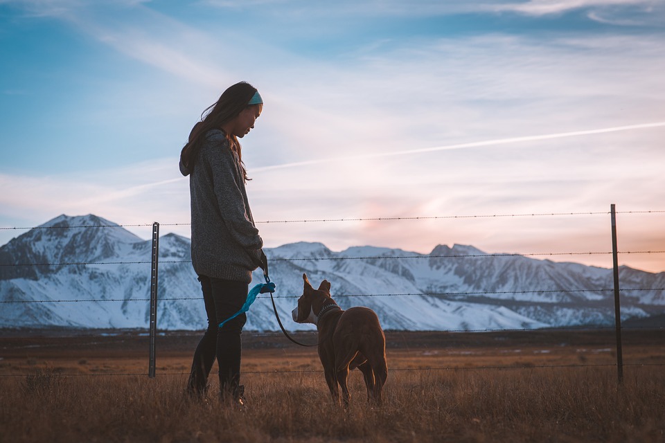 Hundesportarten: So finden Sie die richtige Aktivität für Ihren Hund