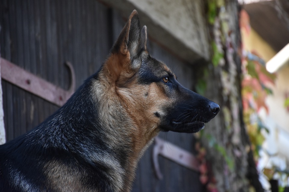 Hundetraining leicht gemacht: Die besten Methoden für Anfänger