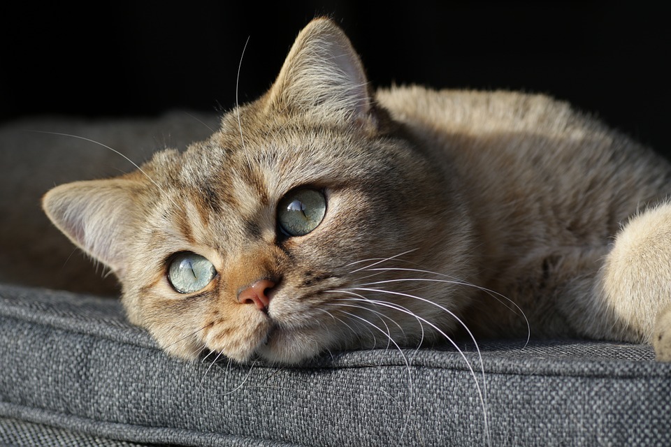 Katzen und Technologie: Die besten Gadgets für Ihre Katze