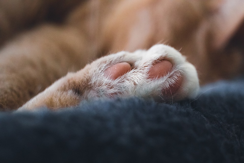 Katzensichere Pflanzen für Ihr Zuhause