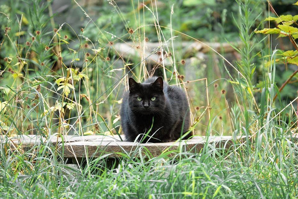 Katzensprache: So kommunizieren Sie effektiv mit Ihrer Katze