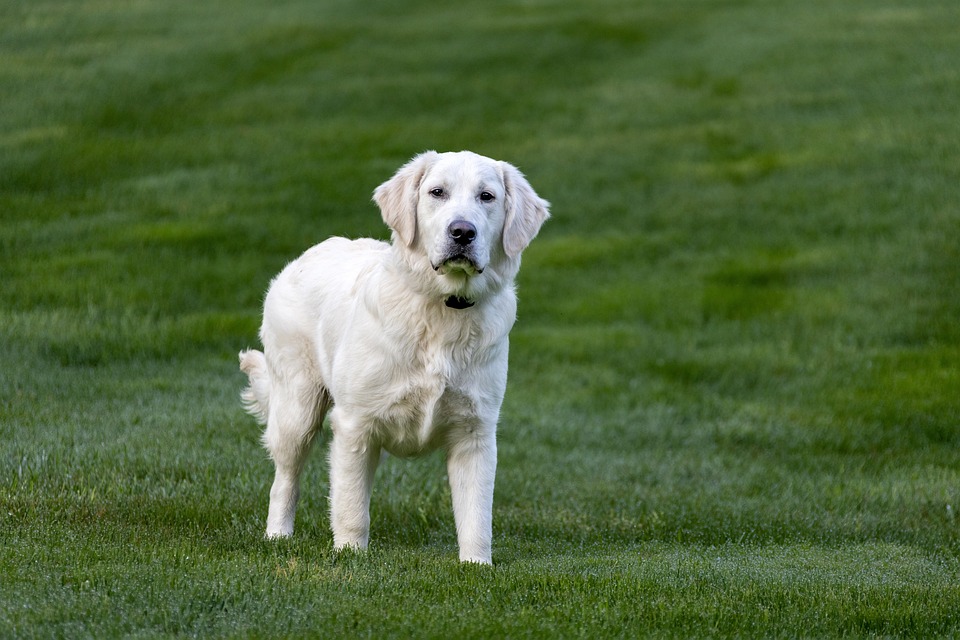 So erkennen Sie die Zeichen von Stress bei Ihrem Hund
