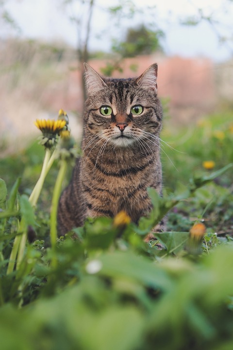 So gestalten Sie einen katzenfreundlichen Garten