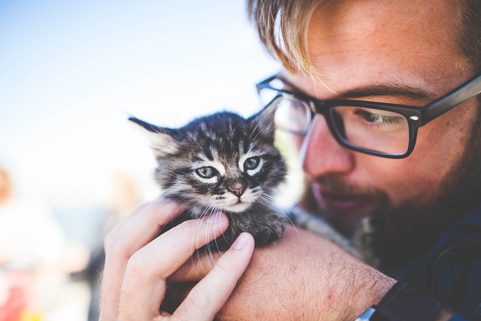 So helfen Sie Ihrer Katze sich nach einer Operation zu erholen