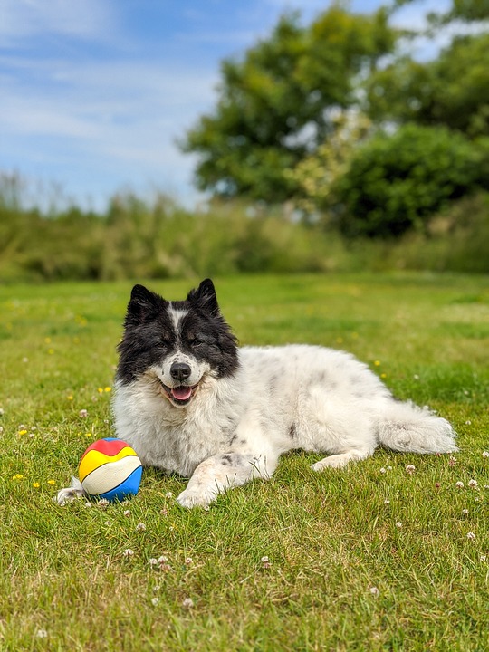 So verhindern Sie dass Ihr Hund an der Leine zieht