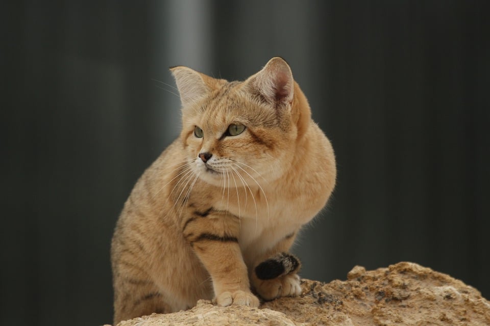 Tipps für ein gesundes und glückliches Katzenleben