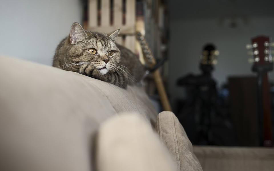 Tipps für eine katzenfreundliche Wohnung