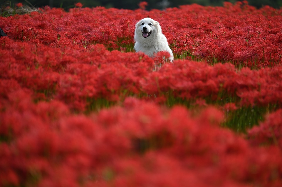 Wie Sie Ihrem Hund beibringen alleine zu Hause zu bleiben
