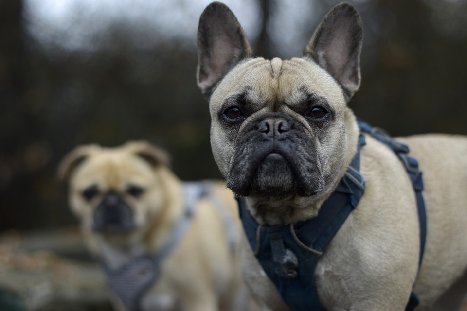 Wie Sie Ihrem Hund beibringen auf Kommando zu kommen