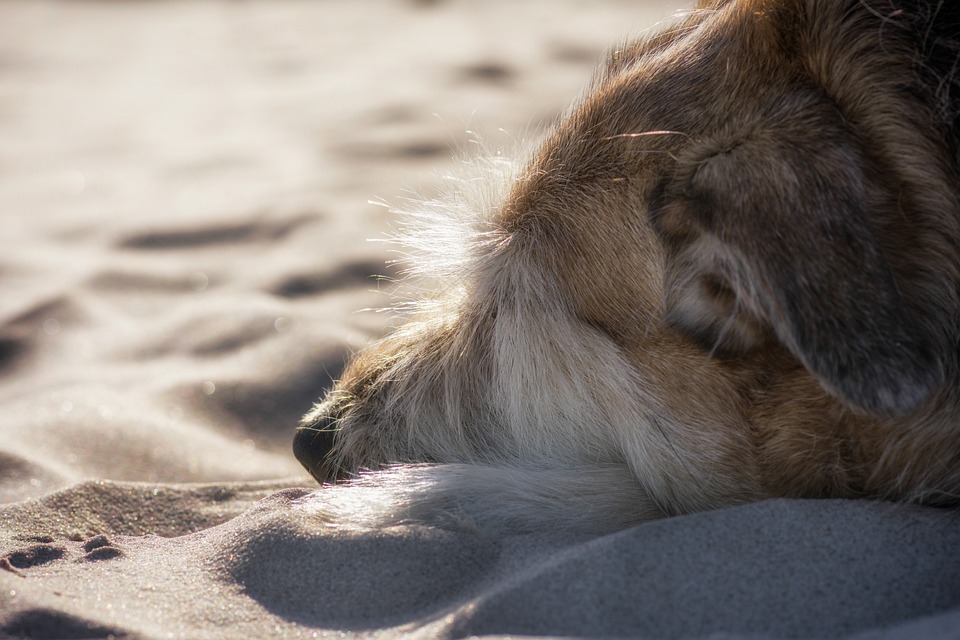 Wie Sie Ihren Hund auf den Winter vorbereiten