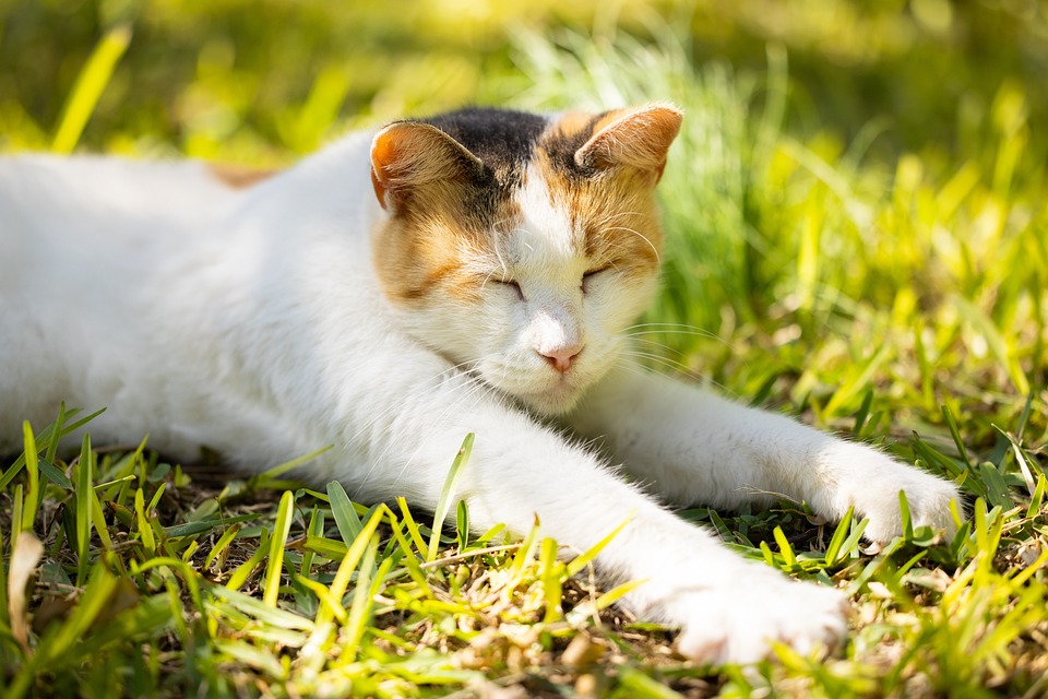 Wie Sie Ihrer Katze beibringen nicht auf die Möbel zu kratzen
