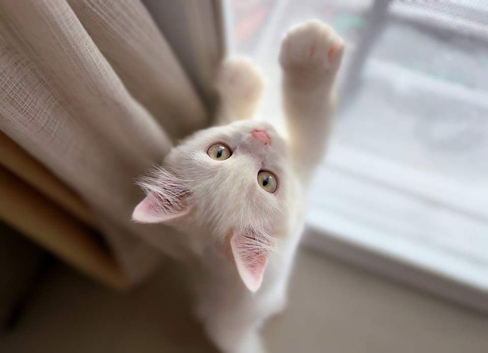 Wie Sie Ihrer Katze das Beißen abgewöhnen