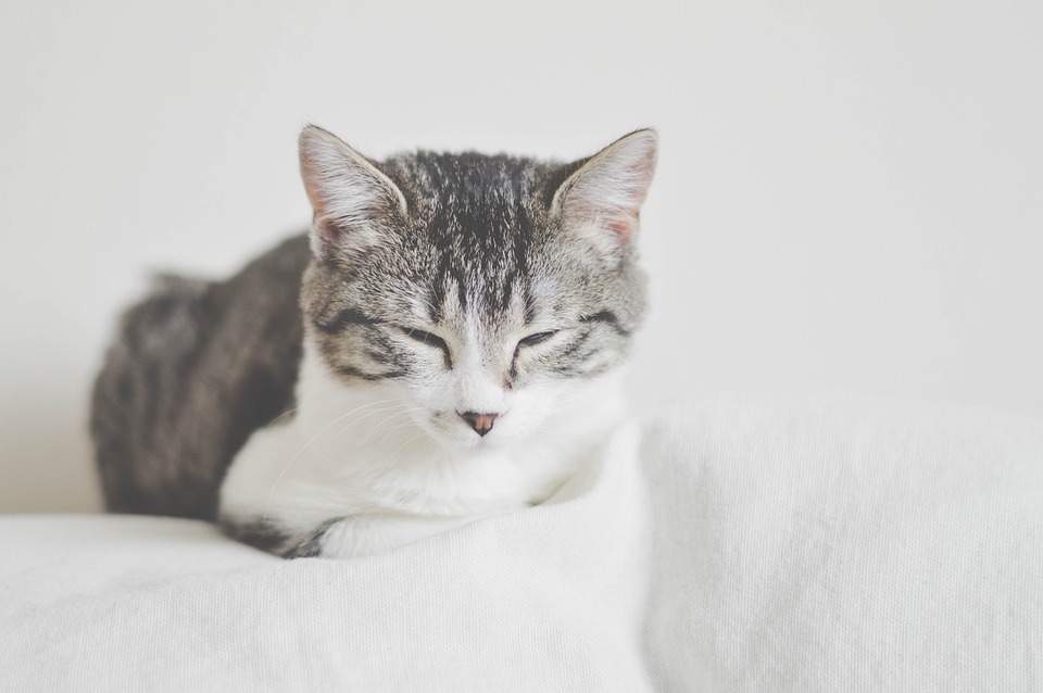 Wie Sie Ihrer Katze helfen sich in einer neuen Umgebung wohlzufühlen