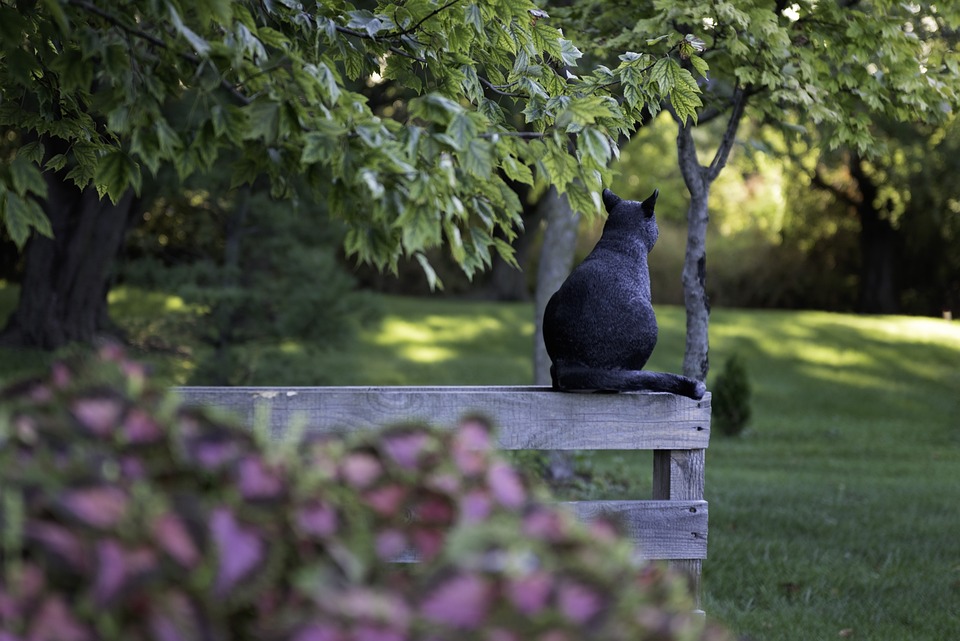 Wie Sie eine starke Bindung zu Ihrer Katze aufbauen