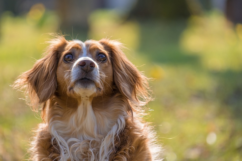Barfen für Hunde: Pro und Contra der Rohfütterung