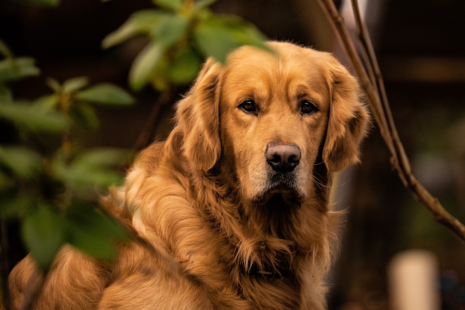 Die wichtigsten Impfungen für Hunde