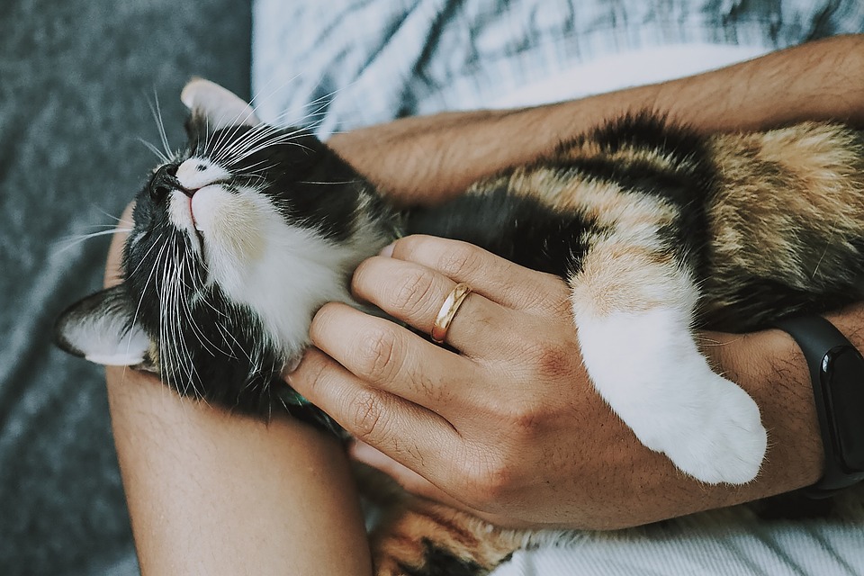 Die wichtigsten Impfungen für Ihre Katze