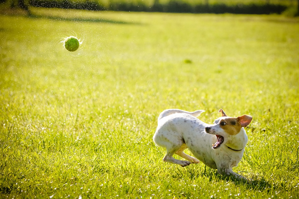 Hunde aus dem Tierheim: Adoption und Eingewöhnung