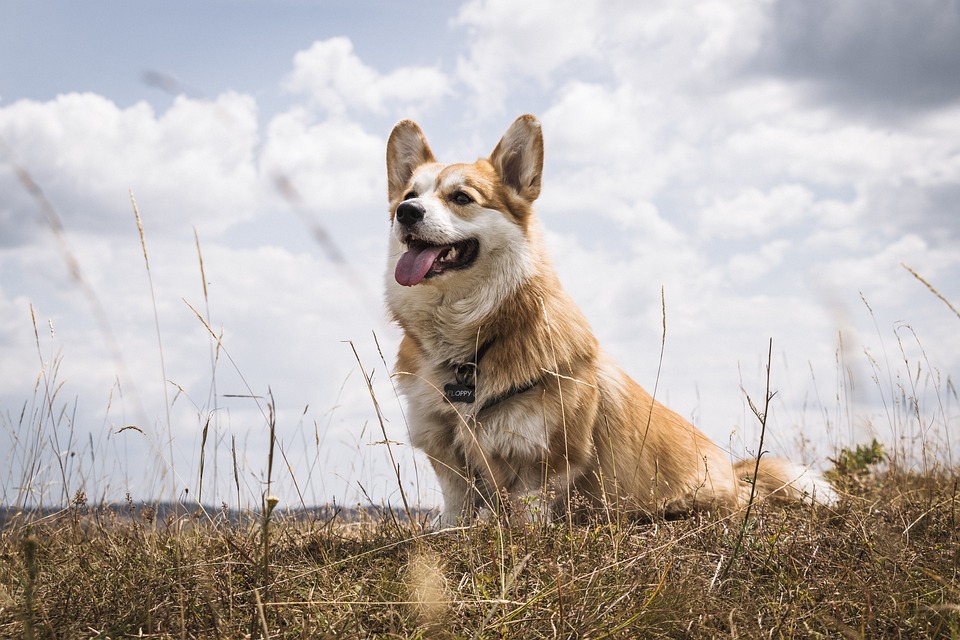Hundetraining: Grundkommandos leicht gemacht