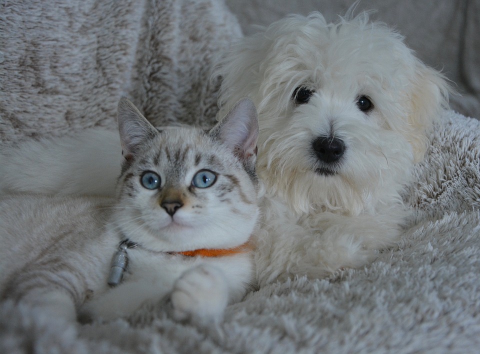 Hundeverhalten verstehen: Was Ihr Vierbeiner Ihnen sagen will