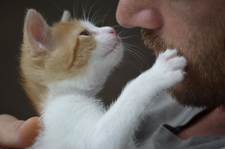 Katzenkratzbäume im Test: Stabilität und Komfort