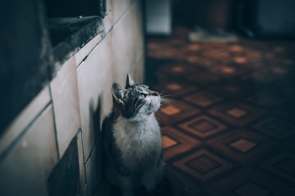 Reisen mit Katze: Stressfrei unterwegs
