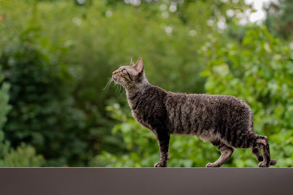 So schützen Sie Ihre Katze vor Parasiten