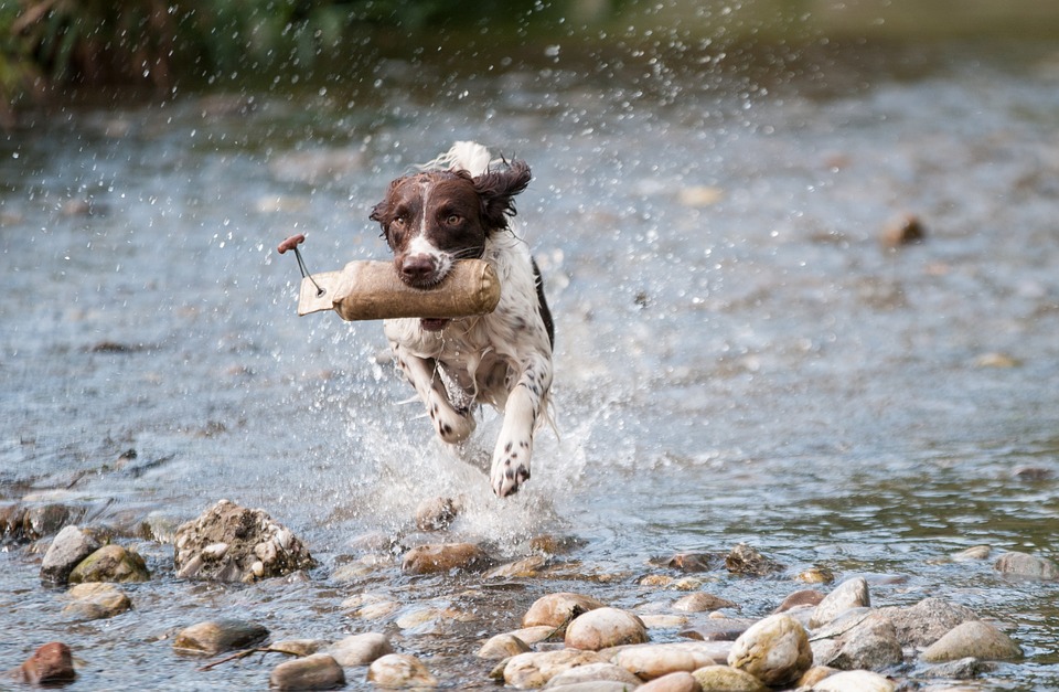 Stress bei Hunden: Ursachen und Lösungen