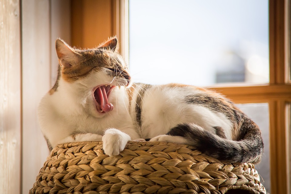 Was tun bei Übergewicht? So bleibt Ihre Katze fit