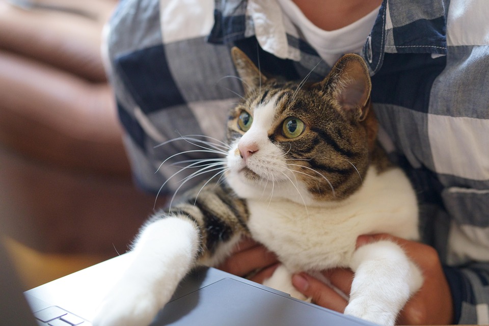 10 Anzeichen dass deine Katze dich liebt