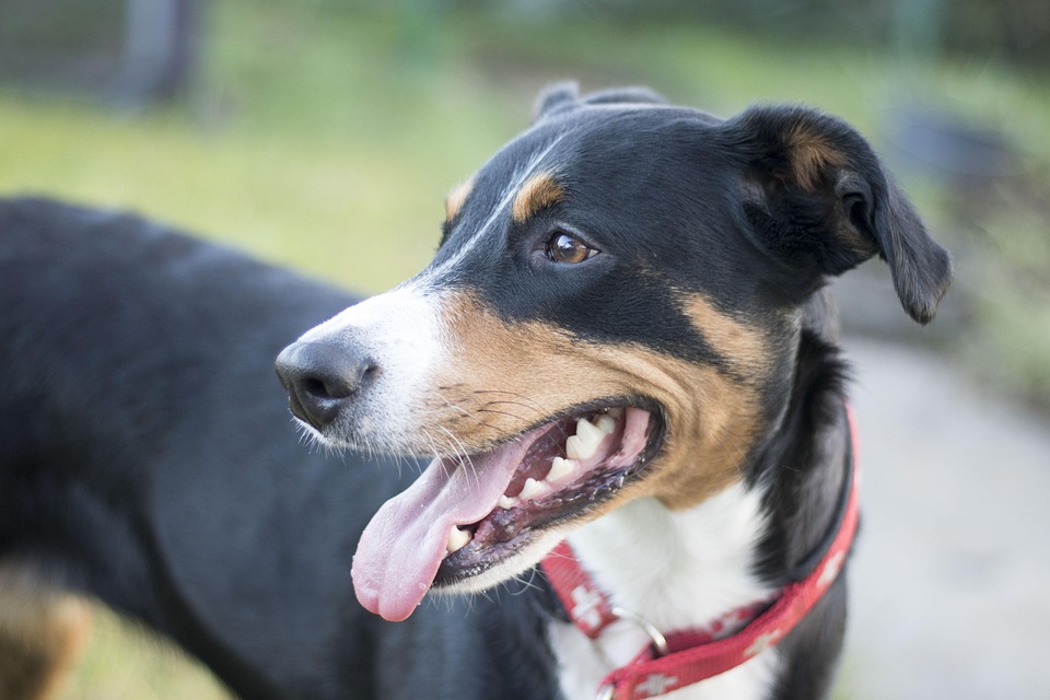 Allergien beim Hund – Symptome & Behandlung