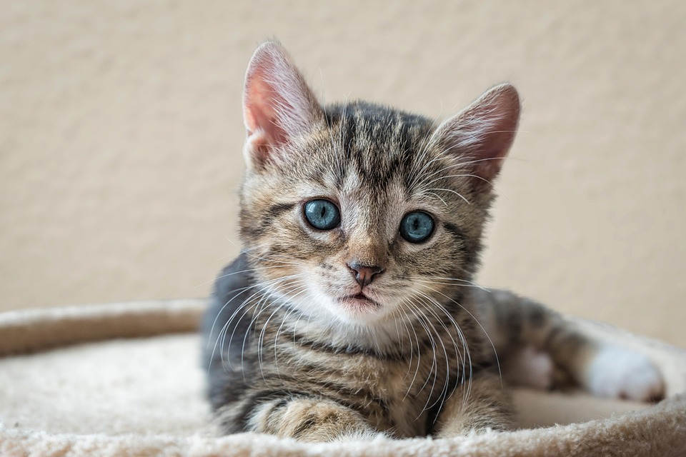 Clickertraining für Katzen – funktioniert das?