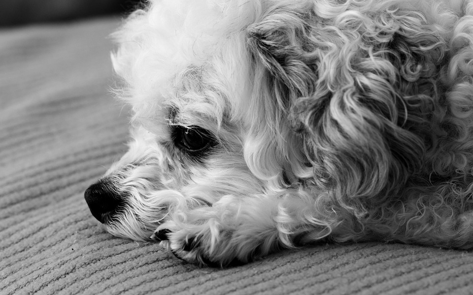 Die besten Tipps für den Hundekauf im Tierheim