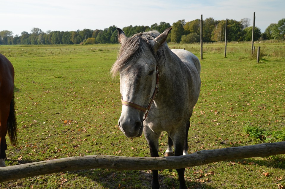 Die größten Mythen rund ums Reiten – aufgedeckt