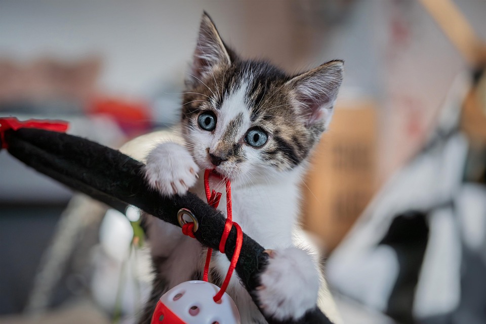 Futter-Test: Was ist wirklich gut für deine Katze?