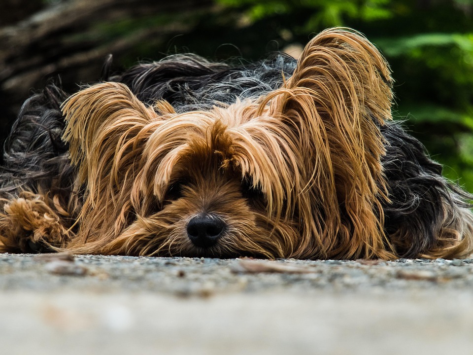 Hunde in der Stadt – Herausforderungen und Lösungen