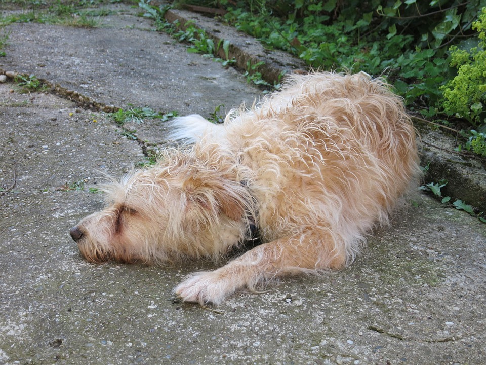 Hundepsychologie: Was in deinem Vierbeiner vorgeht