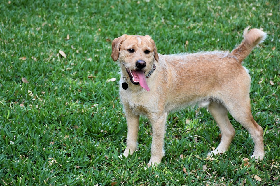 Hundetraining mit positiver Verstärkung