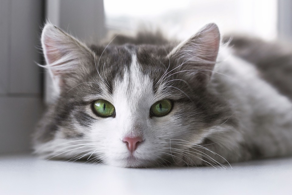 Katzengerecht wohnen – Einrichtung mit Pfotenblick