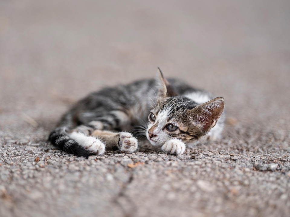 Katzengesundheit: Wichtige Vorsorgeuntersuchungen