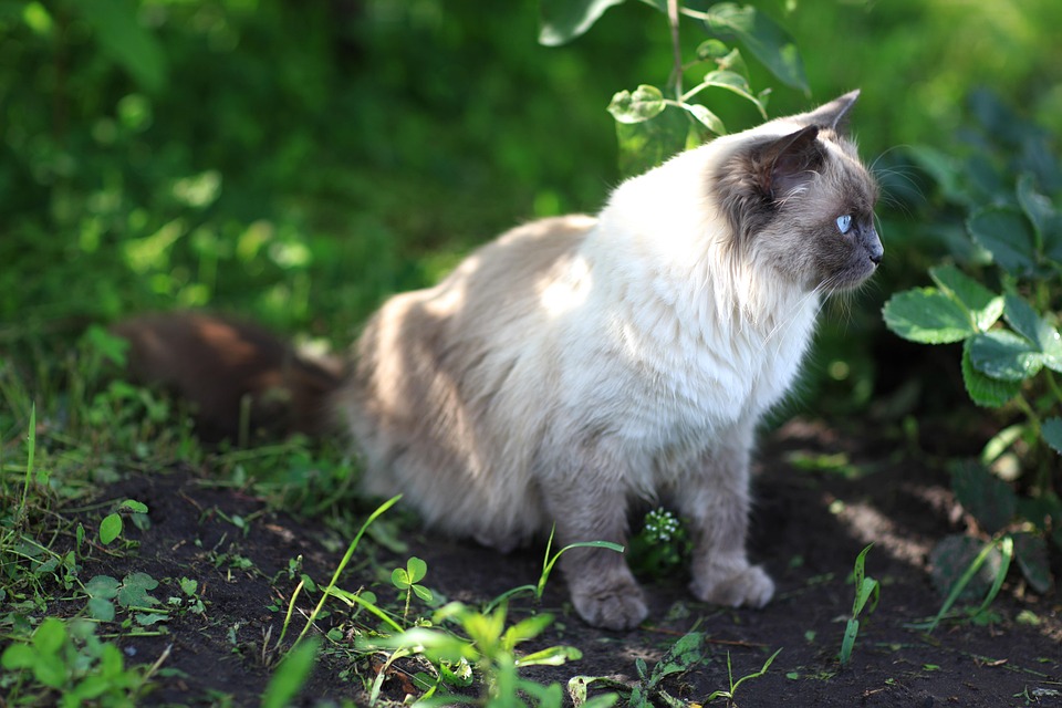 Katzenrassen im Fokus: Maine Coon Britisch Kurzhaar & Co.