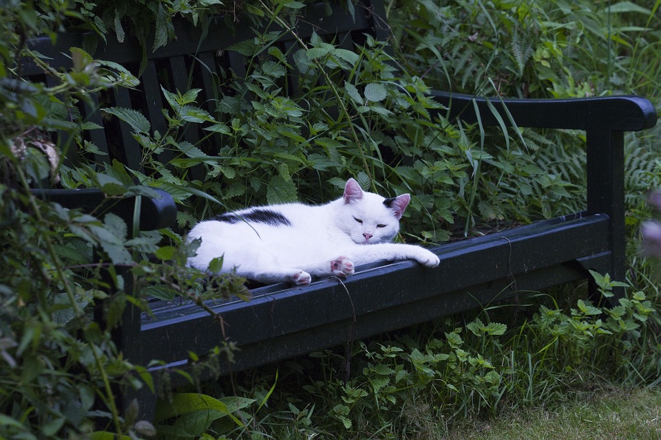 Katzentoilette richtig reinigen und platzieren